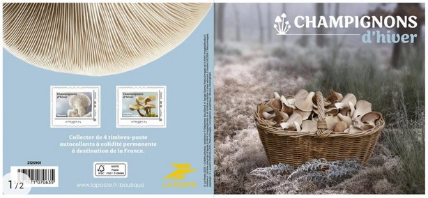 Mushrooms of Winter