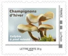 Velvet Foot / Collyble a pied veloute (Flammulina velutipea)