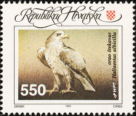 White-tailed Eagle (Haliaeetus albilicilla)