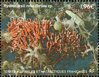 Erinna sp.