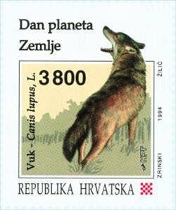 Wolf (Canis lupus)