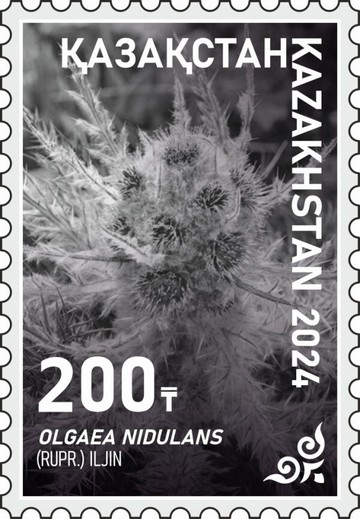 Olgaea nidulans
