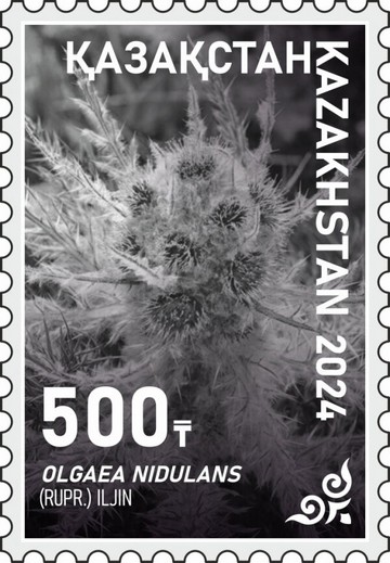 Olgaea nidulans