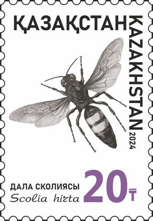 Scolia hirta