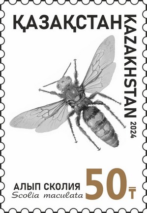 Scolia maculata