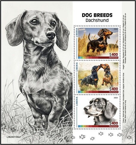 Dachshund