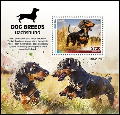 Dachshund