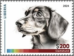 Dachshund