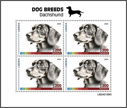 Dachshund