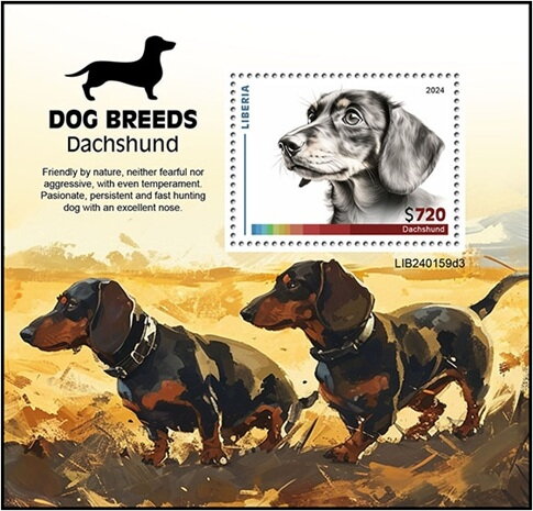 Dachshund