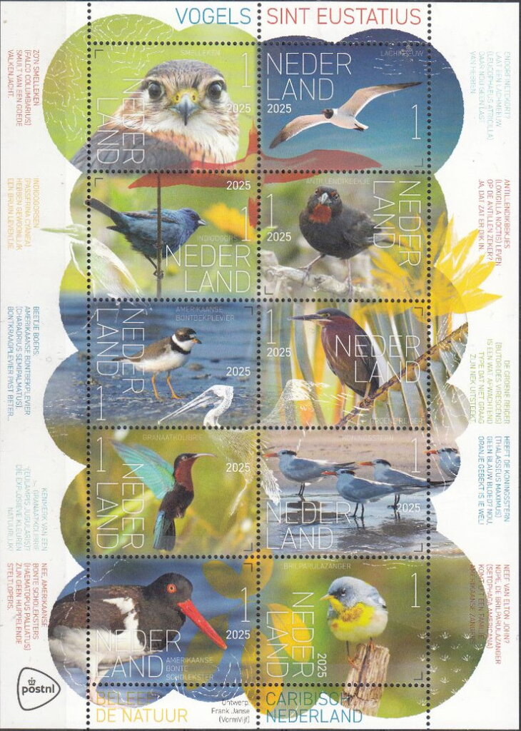 Experience Nature : Birds of Saint Eustatius