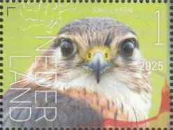 Experience Nature : Birds of Saint Eustatius