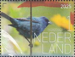 Experience Nature : Birds of Saint Eustatius
