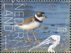 Stamp, Experience Nature : Birds of Saint Eustatius, Netherlands,  , Animals (Fauna), Birds