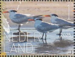 Stamp, Experience Nature : Birds of Saint Eustatius, Netherlands,  , Animals (Fauna), Birds