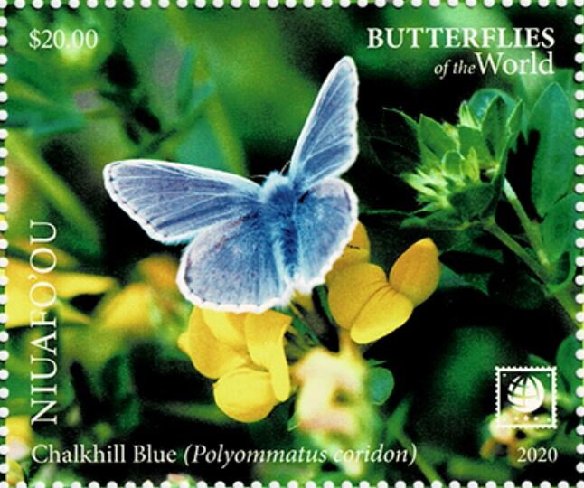 Chalkhill Blue (Polyommatus coridon)
