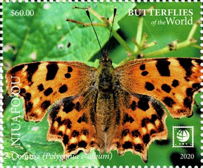 Comma (Polygonia c-album)