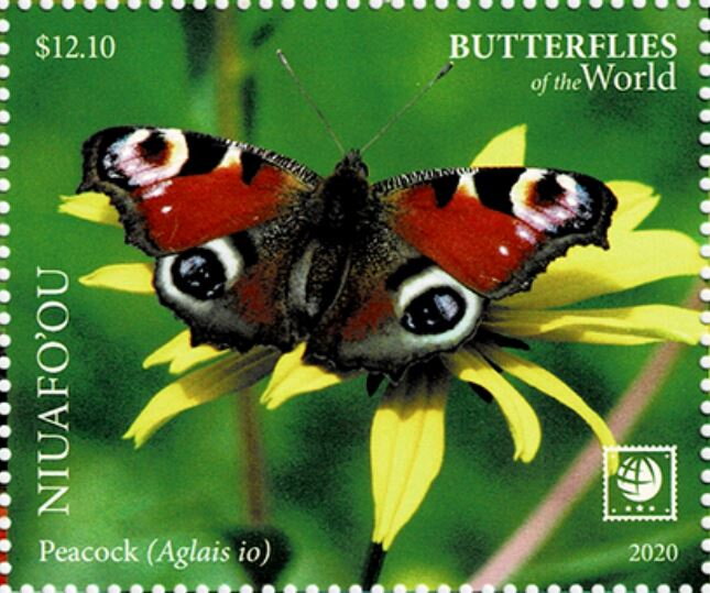 European peacock (Aglais io)