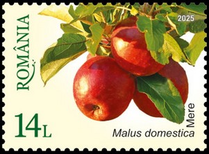Apples (Malus domestica)