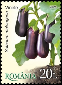 Eggplant (Solanum melongena)