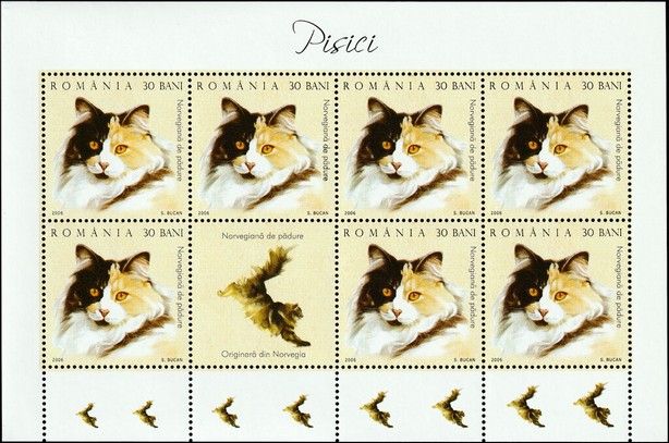 Norwegian Forest Cat (Felis silvestris catus) MS2