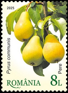 Pears (Pyrus communis)