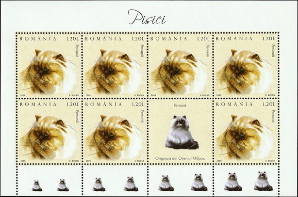 Persian Cat (Felis silvestris catus) MS2