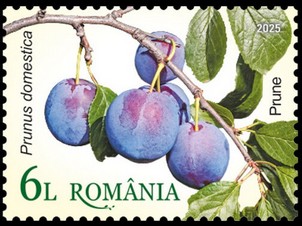 Stamp, Plums (Prunus domestica), Romania,  , Fruits and Berries