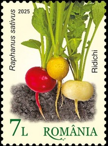 Radishes (Raphanus sativus)
