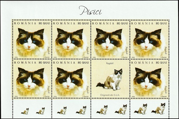 Ragdoll (Felis silvestris catus) MS2