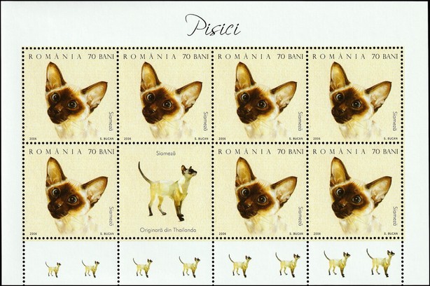 Siamese Cat (Felis silvestris catus) MS2