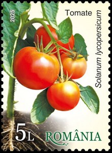 Tomato (Solanum lycopersicum)