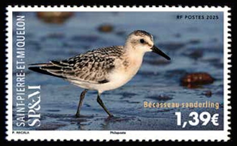 Sanderling (Calidris alba)