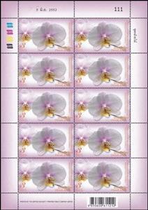 Full Pane, Phalaenopsis Princess Chulabhorn, Thailand,  , Orchids