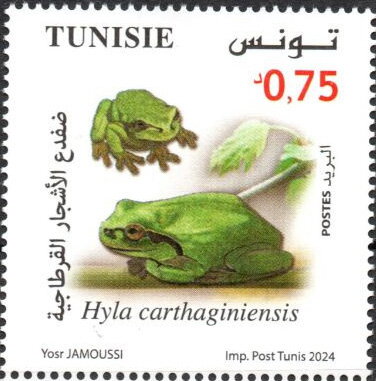 Carthaginian Tree Frog (Hyla carthaginiensis)