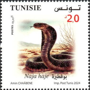 Egyptian Cobra (Naja haje)