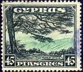 Forest Scene