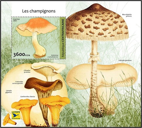 Hebeloma crustuliniforme