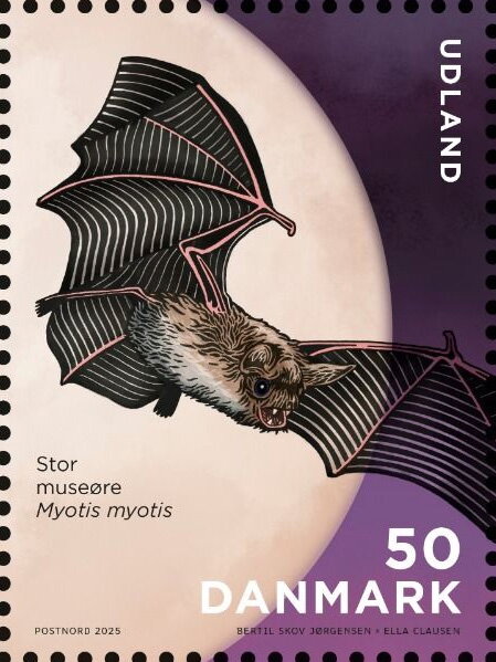 Greater Mouse-Eared Bat (Myotis myotis)