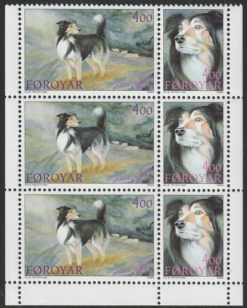 Faroese Sheepdog (Canis lupus familiaris)