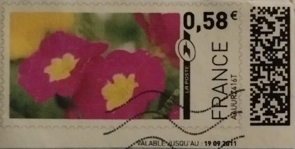Cerise Primulas