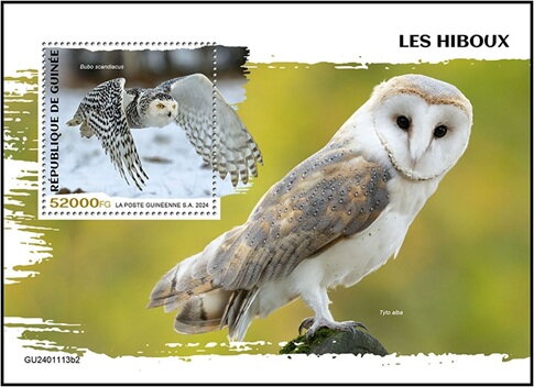 Bubo scandiacus