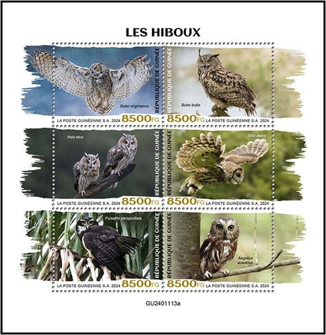 Owls of the World