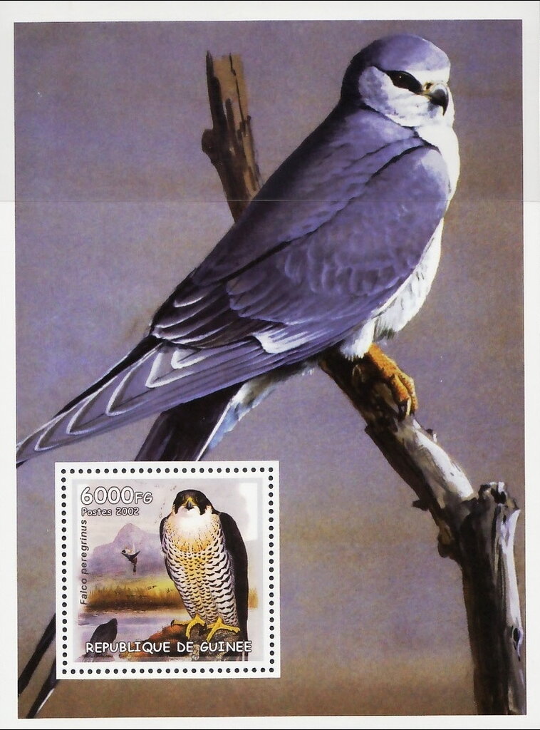 Birds of Prey - Peregrine falcon (Falco peregrinus)