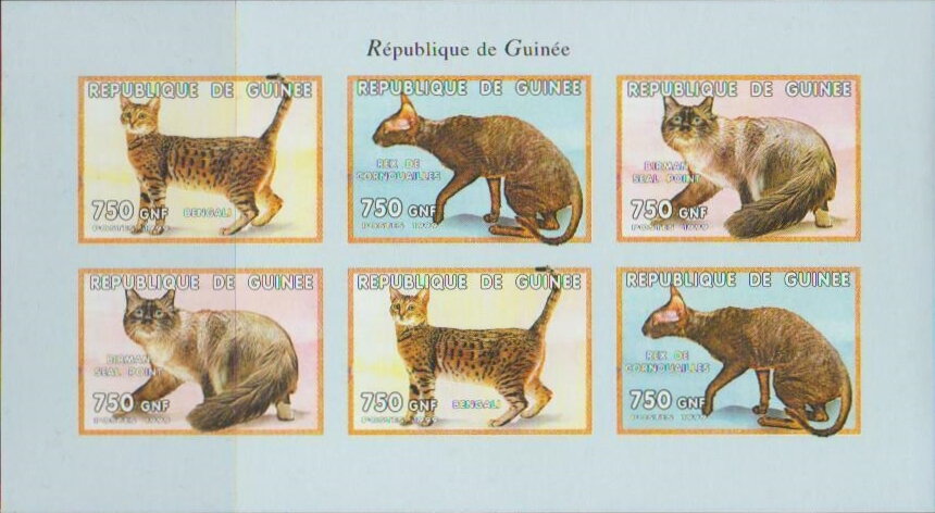Cats