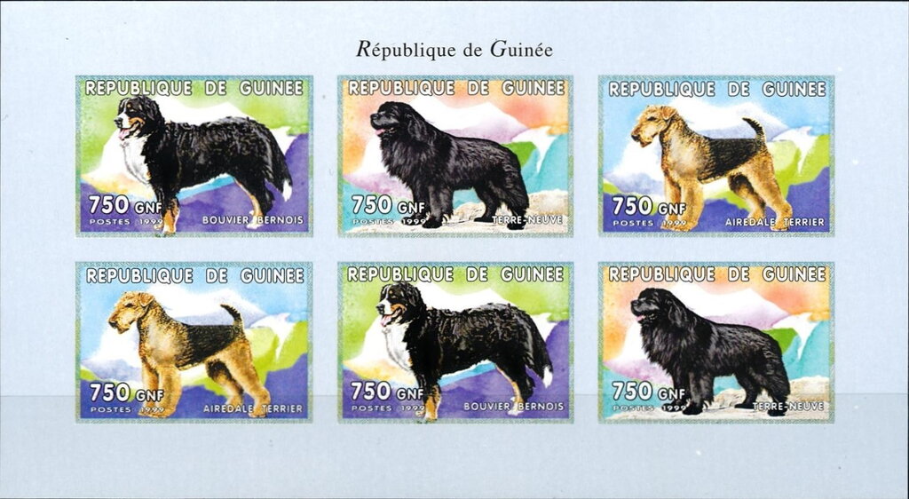 Dogs