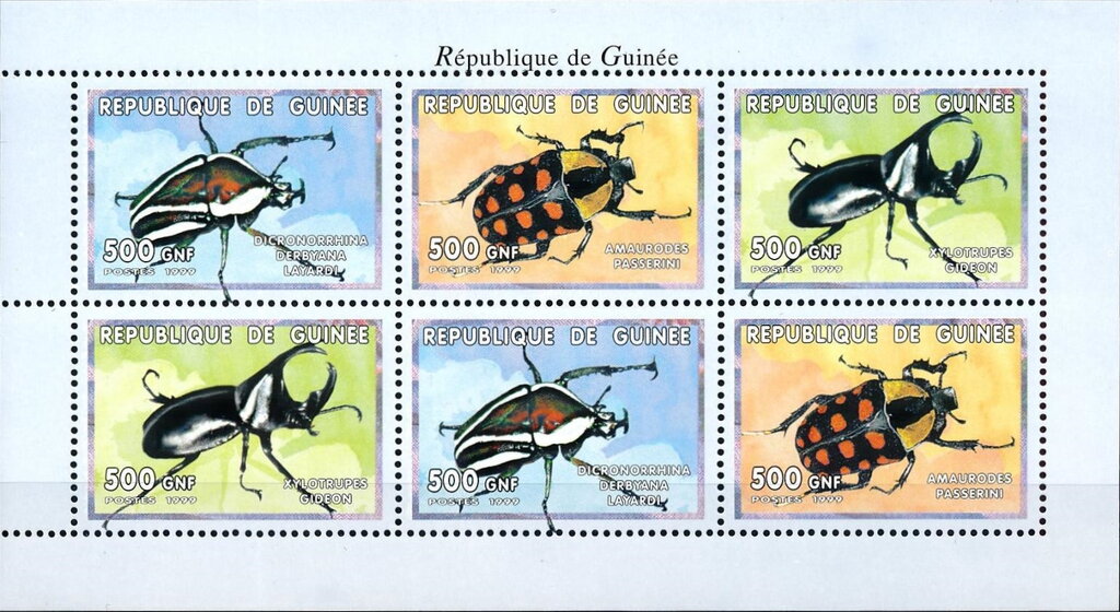 Insects - Beetles