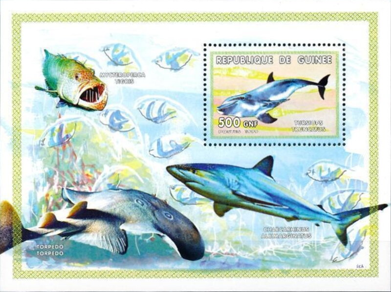 Marine Life - Dolphin