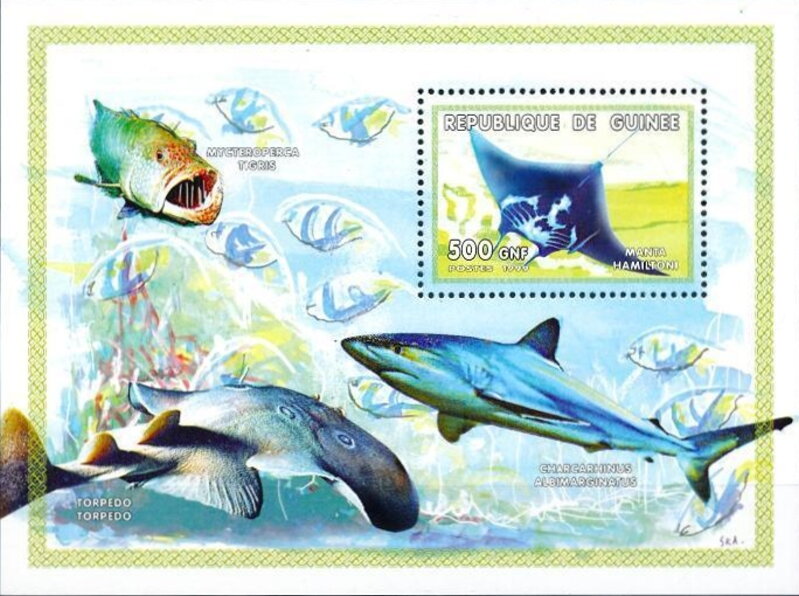 Marine Life - Ray