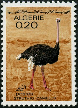 Ostrich (Struthio camelus) 